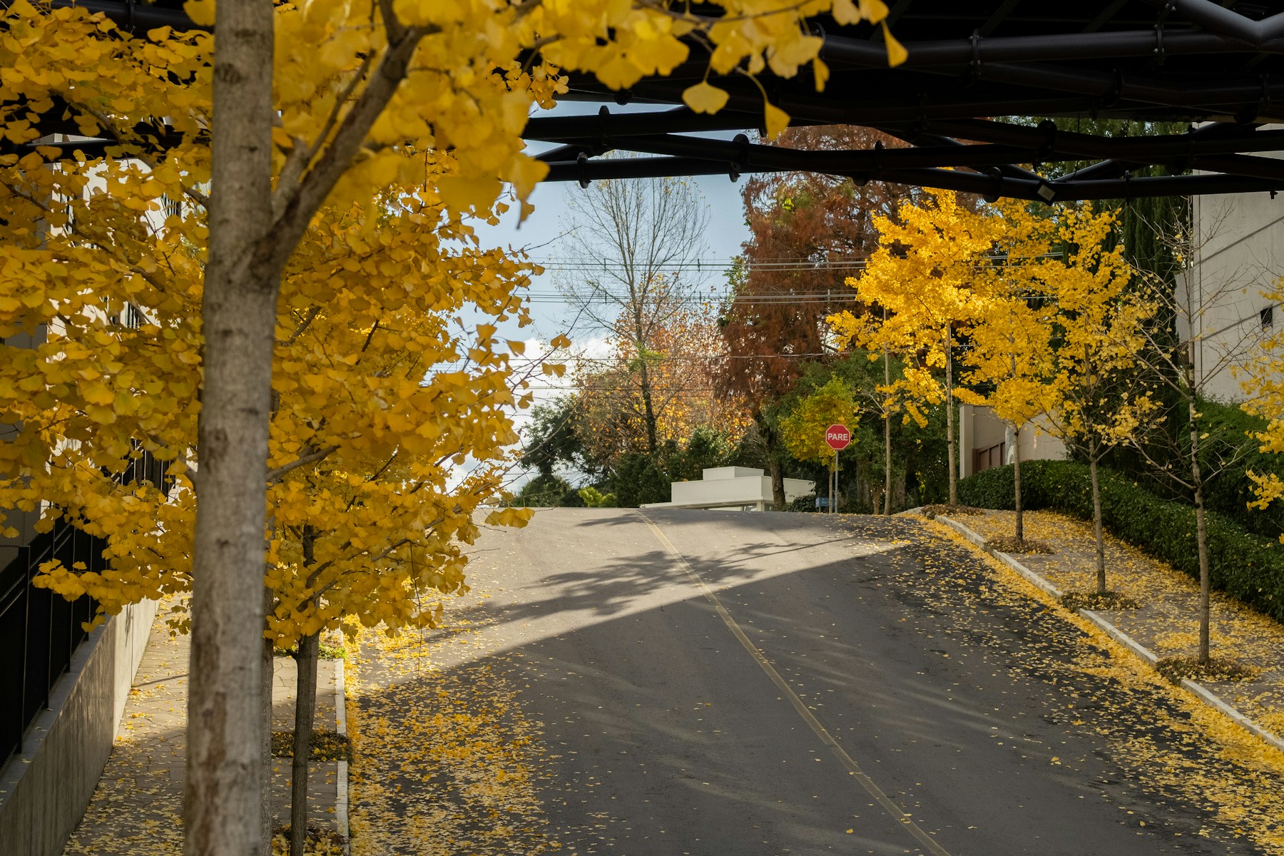 Ginkgo-Allee im Herbst