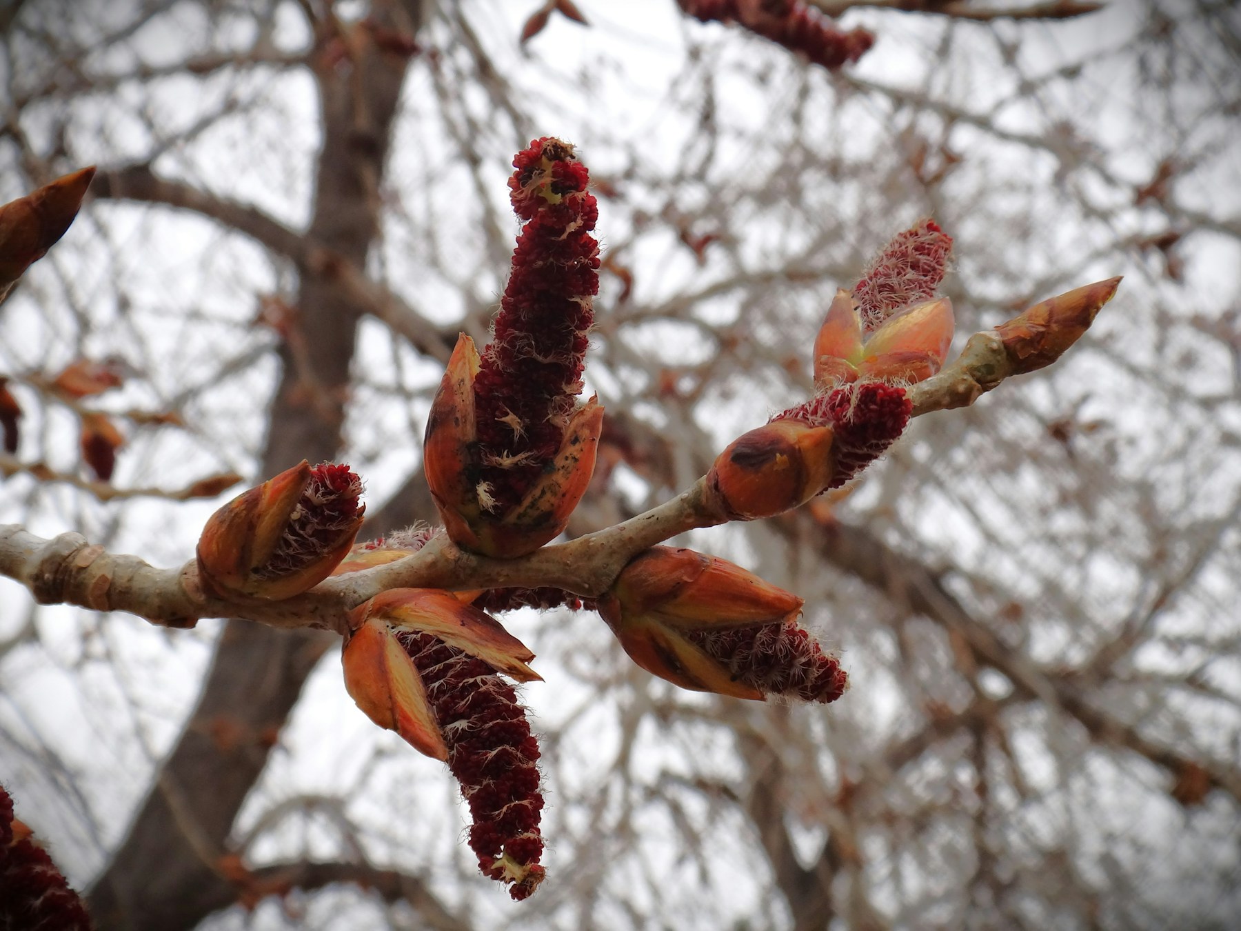 Zweig mit Knospen im Vorfrühling